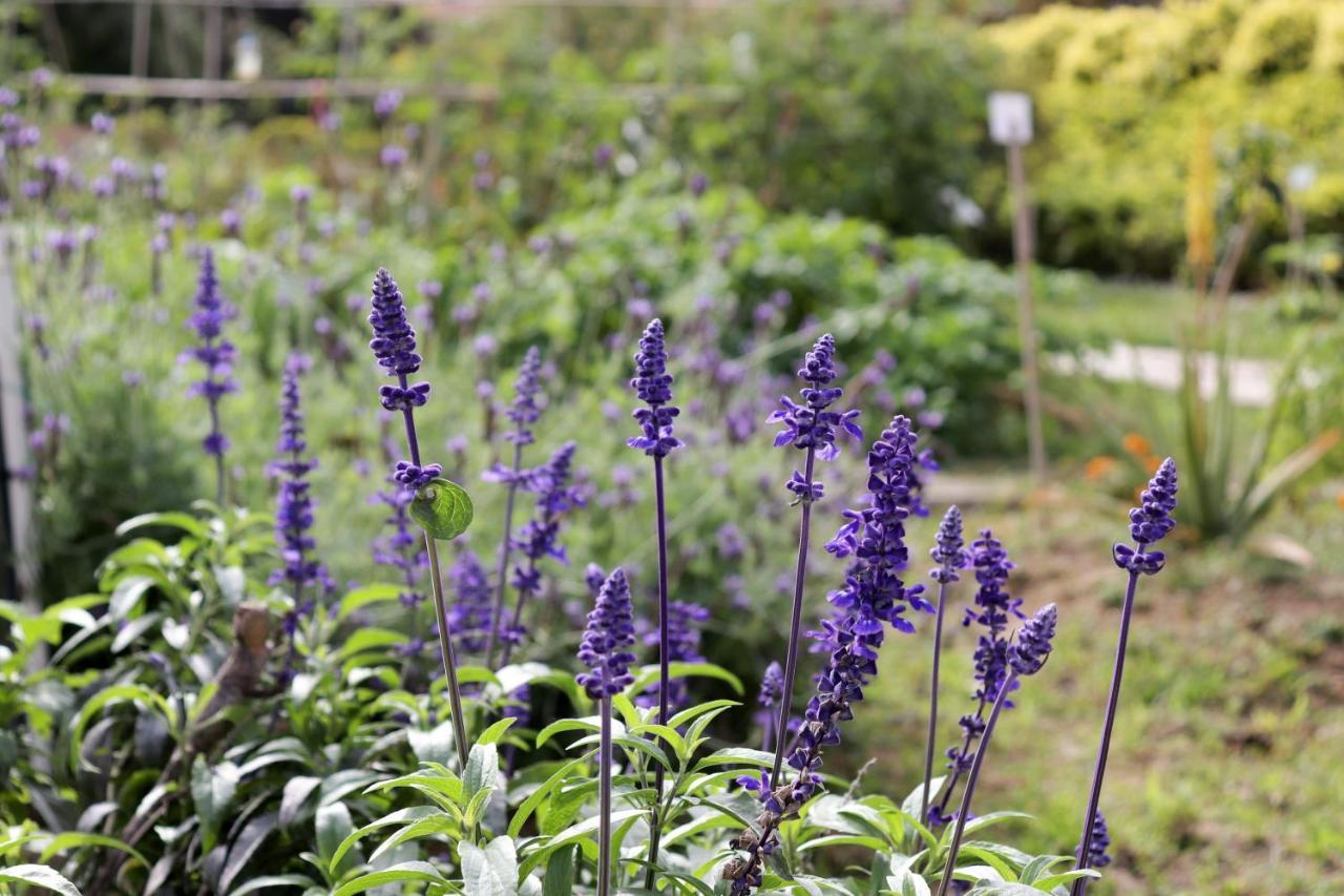 Hong Kong Gold Coast Hotel Eksteriør billede Lavender
